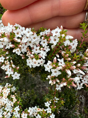 Epacris serpyllifolia