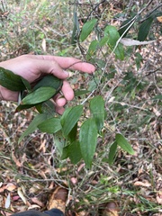 Smilax glyciphylla