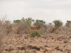 Alcelaphus buselaphus cokii