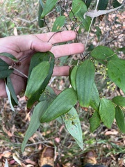 Smilax glyciphylla