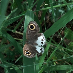 Ypthima ceylonica