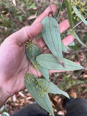 Smilax glyciphylla
