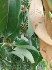 Cyrtophora exanthematica