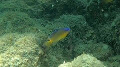 Pomacentrus grammorhynchus