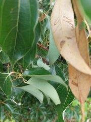 Cyrtophora exanthematica