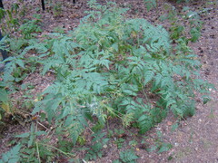 Chaerophyllum prescottii