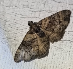 Eucymatoge peplodes