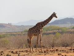 Giraffa camelopardalis tippelskirchi