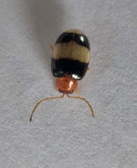 Monolepta melanogaster