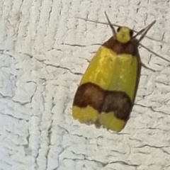 Heterallactis microchrysa