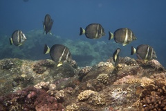 Acanthurus guttatus