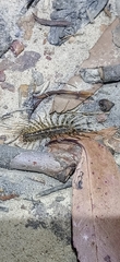 Allothereua maculata