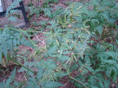 Chaerophyllum prescottii