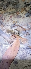 Allothereua maculata
