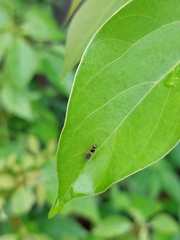 Acanthasargus flavipes