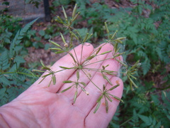 Chaerophyllum prescottii
