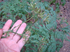 Chaerophyllum prescottii