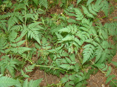Chaerophyllum prescottii