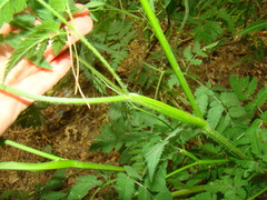 Chaerophyllum prescottii