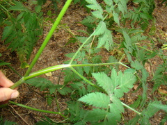 Chaerophyllum prescottii