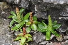 Orostachys maximowiczii
