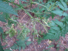 Chaerophyllum prescottii