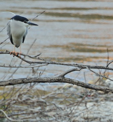 Nycticorax nycticorax