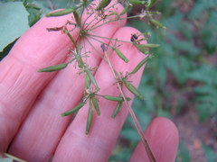 Chaerophyllum prescottii