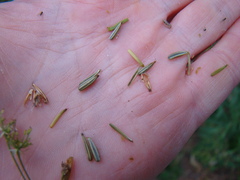 Chaerophyllum prescottii