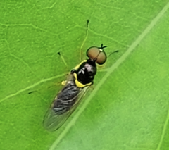 Acanthasargus flavipes