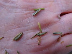 Chaerophyllum prescottii