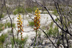 Tritoniopsis bicolor