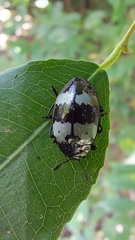 Barytopus gronovii