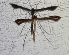 Stenoptilodes taprobanes
