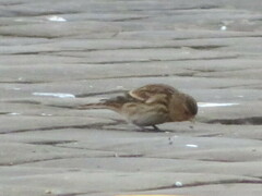 Linaria flavirostris