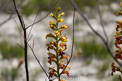 Tritoniopsis bicolor