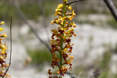 Tritoniopsis bicolor