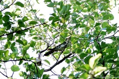 Chrysococcyx caprius