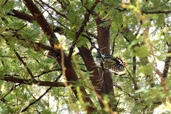 Chrysococcyx caprius