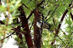 Chrysococcyx caprius