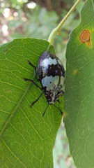 Barytopus gronovii