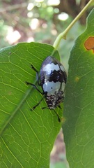 Barytopus gronovii