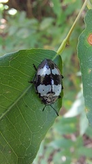 Barytopus gronovii
