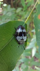 Barytopus gronovii