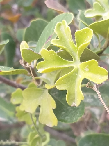Kedrostis nana