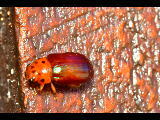 Platymela sticticollis