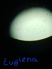 Euglena