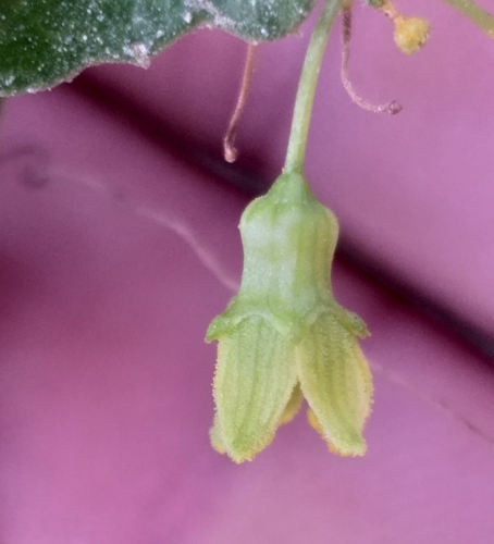 Kedrostis nana