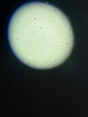 Euglena