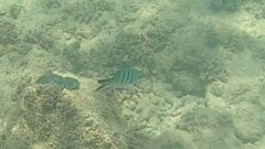 Abudefduf whitleyi